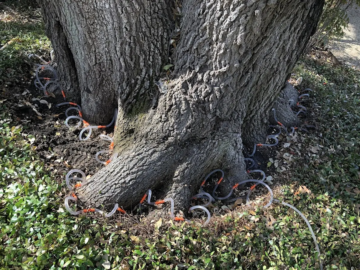 Detailed Tree Cabling and Bracing job site in Blue Rock