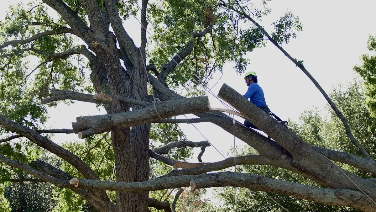 Professional Crown Thinning performed by certified arborists in Blue Rock